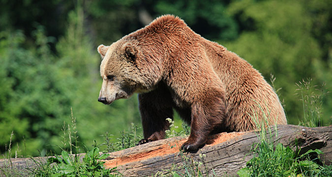 Urlaub am Nationalpark Bayerischer Wald