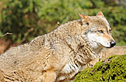 Urlaub am Nationalpark Bayerischer Wald