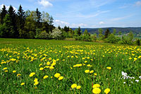 Sommerurlaub im Bayerischen Wald